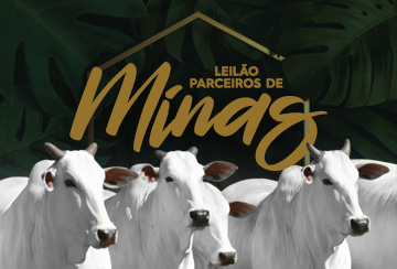 LEILÃO PARCEIROS DE MINAS - FÊMEAS NELORE PO